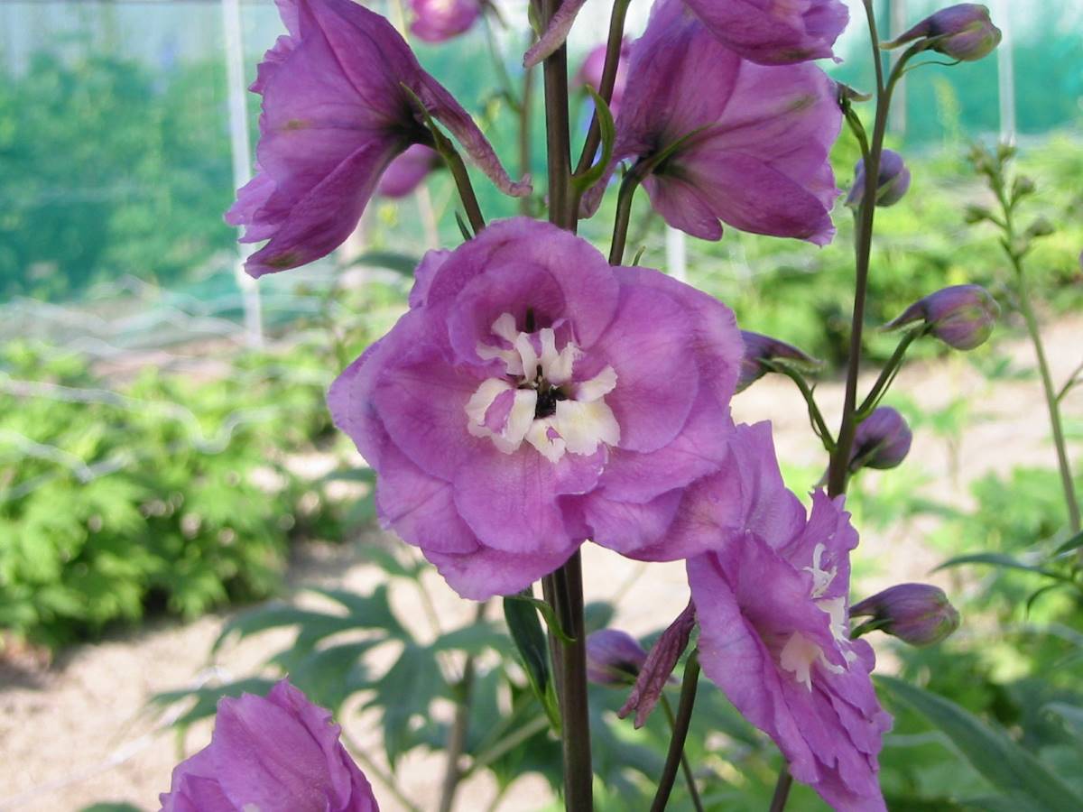 Delphinium elatum 'Delphi's Saffier'